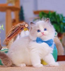 靳东需要会员吗